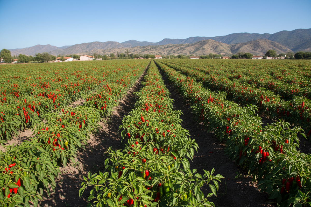 getrocknete Chili-Schoten bei Kathia de Mexico